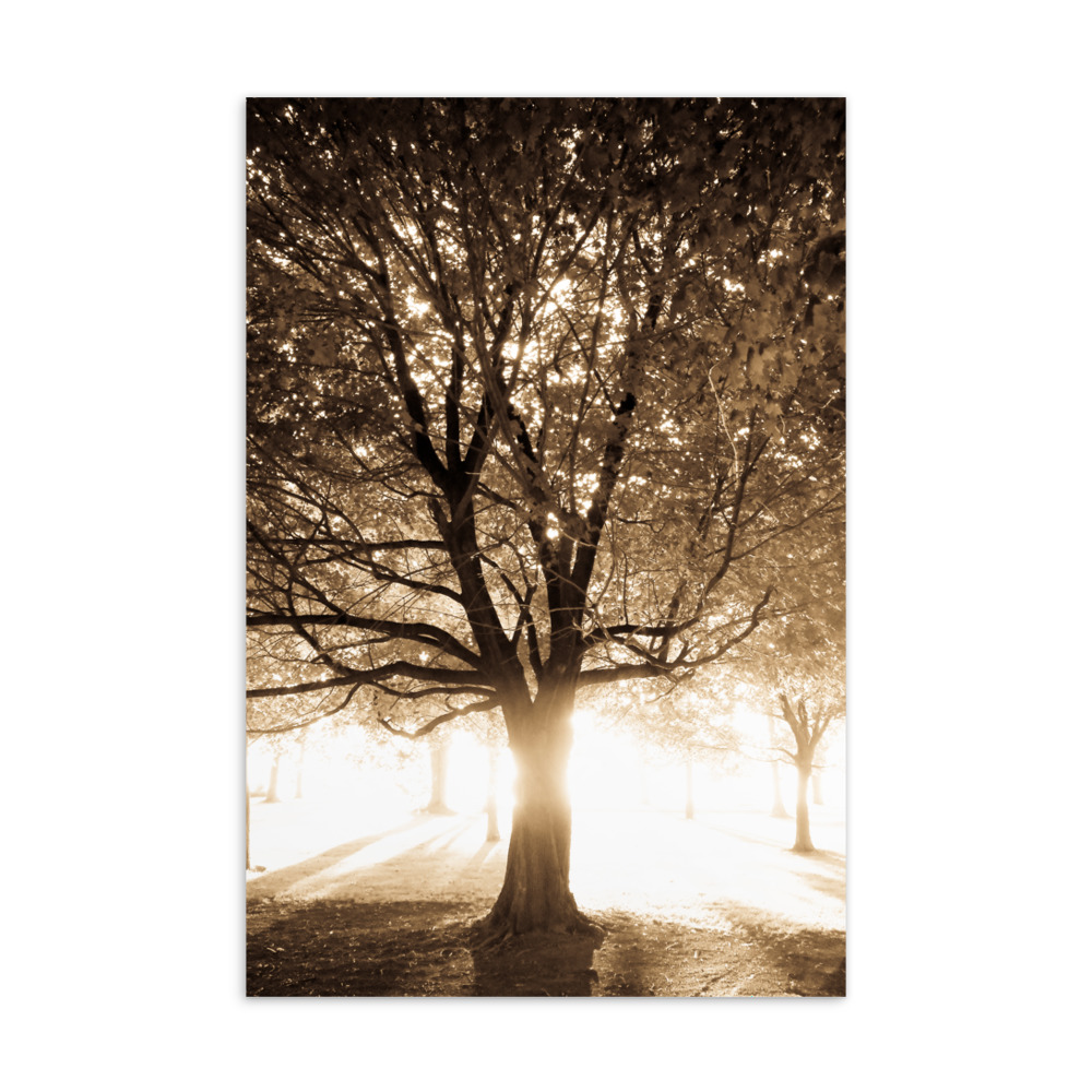 Life of Trees – Standard Postcard